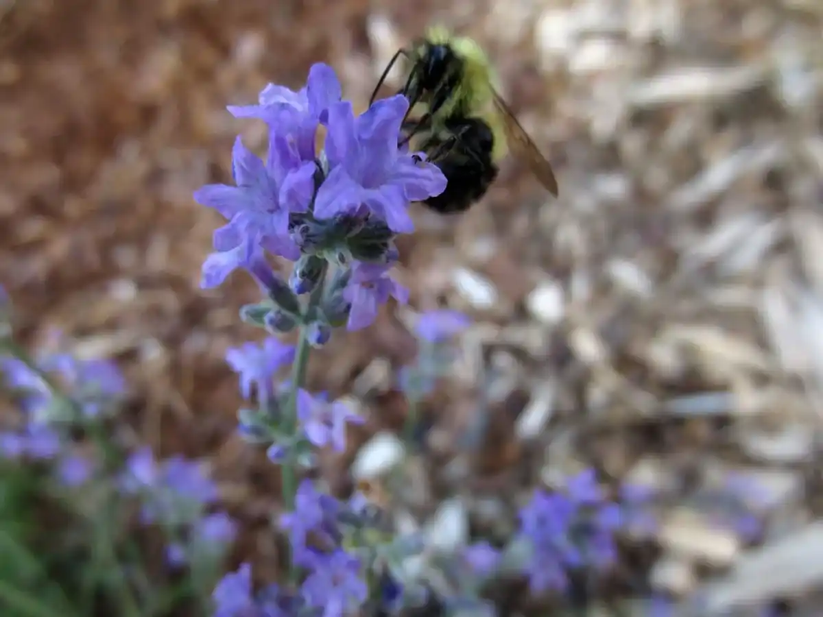 Bumblebee by Susan Fluegel